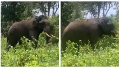 ആനപ്പുറത്തൊരു ആഢംബര സവാരി; കുഞ്ഞിക്കിളികളുമായി കാട്ടിലൂടൊരു യാത്ര