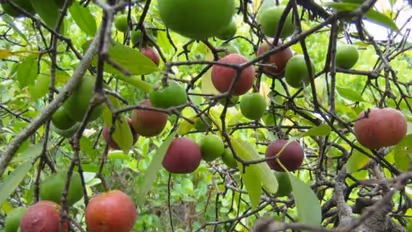 ಮನೆಯಲ್ಲಿ ತಯಾರಿಸಿ ಪುನರ್ಪುಳಿ ಜ್ಯೂಸ್ , ತಿಳಿಯಿರಿ ಅದರ ಆರೋಗ್ಯ ಪ್ರಯೋಜನ