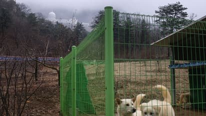 ஒருத்தனும் நாய் வளர்க்கக்கூடாது... வளர்ப்பு நாய்களை இறைச்சி கடைக்கு அனுப்ப அதிரடி உத்தரவு..!