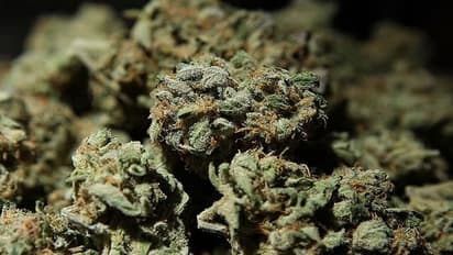 গাঁজায় মুখ পুড়ল খোদ দিল্লি পুলিশের, চরম দুর্নীতিতে ডুবে সাসপেন্ড চার কর্তা