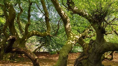 ছবি থেকে খুঁজে বের করুন নগ্ন শরীর, নিন ফোটোগ্রাফির নয়া চ্যাালেঞ্জ