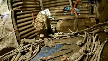 নাসিকের ঝুপড়িতে ৪টি শিশুর জন্ম দিল মা লেপার্ড, মুগ্ধ হয়ে দেখছে নেটিজেনরা, দেখুন মন ভাল করা সেই ভিডিও