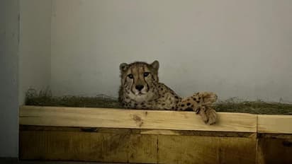 ಮೈಸೂರು ಮೃಗಾಲಯಕ್ಕೆ ಬಂದ ವೇಗದ ಸರದಾರ