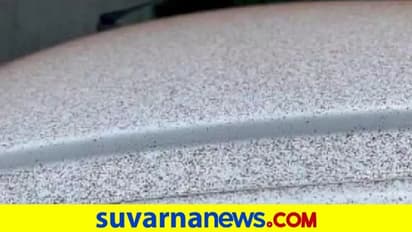 ಸ್ವಿಜರ್ಲೆಂಡಲ್ಲಿ ಹಿಮಪಾತದಂತೆ ಕೋಕೋ ಪೌಡರ್ನ ಸುರಿಮಳೆ!