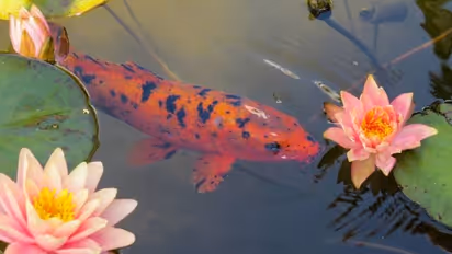 മത്സ്യക്കുളത്തിലെ സസ്യങ്ങള്ക്കും വളപ്രയോഗം; കരുതലോടെ ജലസസ്യങ്ങളെ പരിപാലിക്കാം