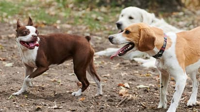 വള‍ർത്തുമൃ​ഗങ്ങളുടെ ലൈസൻസിനായി ഉടമകൾ, സൗകര്യമൊരുക്കി തദ്ദേശ സ്ഥാപനങ്ങൾ,ചികിൽസ കിട്ടാനും ലൈസൻസ് നി‍ർബന്ധം