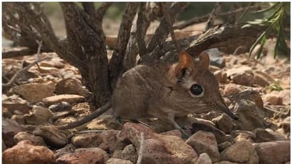 പേരില് ആനയുണ്ടെങ്കിലും ഇത്തിരിക്കുഞ്ഞന്മാര്, 50 വര്ഷത്തിനുശേഷം 'എലിഫെന്റ് ഷ്രൂ'വിനെ കണ്ടെത്തി ശാസ്ത്രലോകം