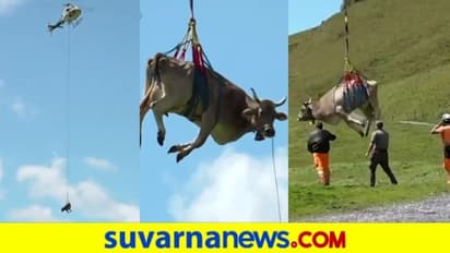 ಚಿಕಿತ್ಸೆಗಾಗಿ ಗಾಯಗೊಂಡ ಎತ್ತನ್ನು ಏರ್ ಲಿಫ್ಟ್ ಮಾಡಿದ ರೈತ!