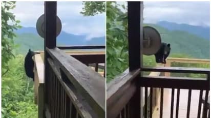 'കഷ്ടപ്പെട്ട് മുകളിലേക്ക് കയറി, പിന്നീട് സംഭവിച്ചത് എന്താണെന്നോ...' ; വെെറലായി ഒരു കുഞ്ഞിക്കരടിയുടെ വീഡിയോ