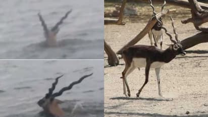 വെള്ളപ്പാച്ചിലില് മുങ്ങിത്താണ് കൃഷ്ണമൃഗങ്ങള്; രക്ഷകരായി വനംവകുപ്പും മത്സ്യത്തൊഴിലാളികളും, വീഡിയോ