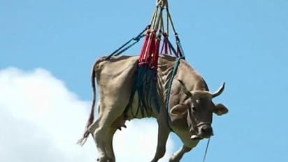 ఆవు కోసం హెలికాప్టర్ తెప్పించిన రైతు