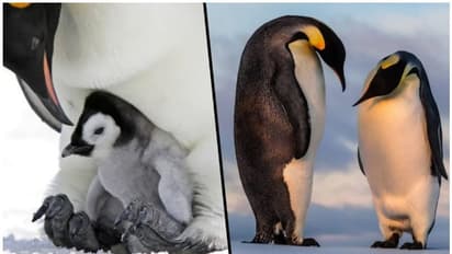 ദത്തെടുത്ത മുട്ടയ്ക്കുമേൽ അടയിരുന്ന സ്പാനിഷ് ലെസ്ബിയന് പെൻഗ്വിനുകൾക്ക് ഒടുവിൽ സന്താനഭാഗ്യം