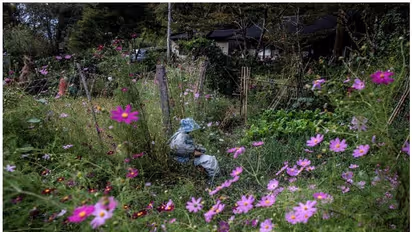 ഇത് ജപ്പാനിലെ 'പാവ ഗ്രാമം', ആളുകളേക്കാള്‍ കൂടുതല്‍ ഇവിടെ പാവകളാണ്!