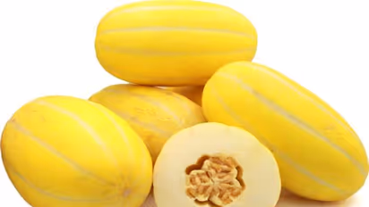 തണ്ണിമത്തനോട് സാദ്യശ്യമുള്ള 'സണ് മെലണ്'; എങ്ങനെ വളര്ത്താം