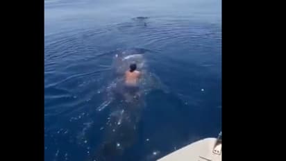 তিমির পিঠে চড়ে সমুদ্রে পাড়ি, ভাইরাল ভিডিও ঘিরে চরম উন্মাদনা নেটিজেনদের মধ্যে