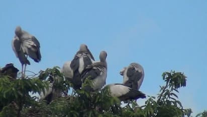 লকডাউনে মাঝেও এল 'অতিথি', পরিযায়ী পাখিদের কলতানে মুখরিত আদিবাসীদের গ্রাম