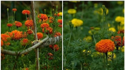 ಮೇಲ್ಜಾತಿ ಮನೆ ತೋಟದಿಂದ ಹೂ ಕೊಯ್ದ ಬಾಲಕಿ; 40 ದಲಿತ ಕುಟುಂಬಕ್ಕೆ ಬಹಿಷ್ಕಾರ!