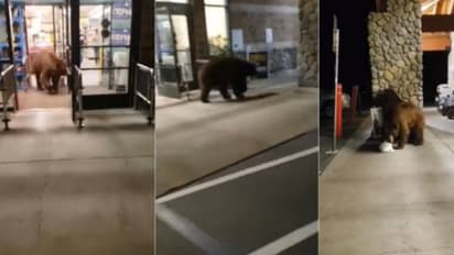 'ഷോപ്പിംഗ് സിമ്പിളല്ലേ'; സൂപ്പര്‍ മാര്‍ക്കറ്റില്‍ കയറി ചിപ്‌സ് പാക്കറ്റ് എടുത്തുപോകുന്ന കരടി