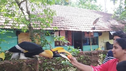 ಮಾನವನ ಪ್ರೀತಿಗೆ ಮಾರು ಹೋದ ಹಾರ್ನಬಿಲ್: ಕಾಡು ಬಿಟ್ಟು ನಾಡು ಸೇರಿದ ಪಕ್ಷಿ..!