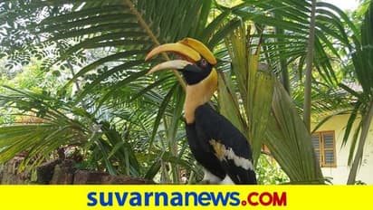 ಅಂಕೋಲಾ: ಮನೆ ಮಂದಿಯ ಮುದ್ದಿನ ಮಗುವಾದ ಹಾರ್ನಬಿಲ್!