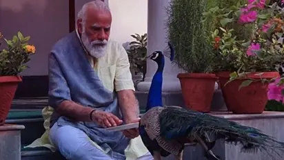 Watch precious moments of PM Modi feeding peacocks at his residence