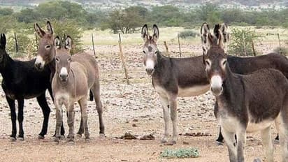 ಹರ್ಯಾಣದಲ್ಲಿ ದೇಶದ ಮೊದಲ ಕತ್ತೆ ಹಾಲಿನ ಡೈರಿ: 1 ಲೀ.ಗೆ 7000 ರೂ!