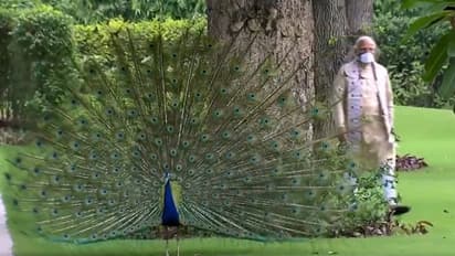 ময়ূরদের সঙ্গে সময় কাটাচ্ছেন প্রধানমন্ত্রী, নরেন্দ্র মোদীর নতুন ভিডিও মন কেড়েছে নেটিজেনদের