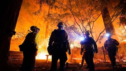 ಬೆಂಗಳೂರು ವಿಶ್ವವಿದ್ಯಾಲಯ ಕಿರು ಅರಣ್ಯದಲ್ಲಿ ಬೆಂಕಿ