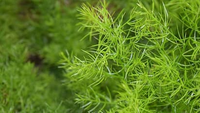 ಸೆಕ್ಸ್ ಪವರ್ - ಸ್ತನಗಳ ಗಾತ್ರ  ಹೆಚ್ಚಿಸುವವರೆಗೂ ಶತಾವರಿಯಿಂದಿದೆ ಸಾವಿರ ಲಾಭ!