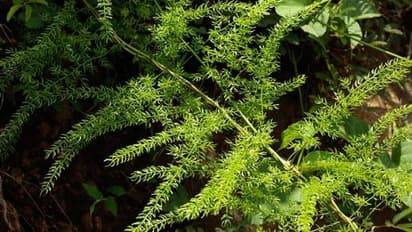 ശതാവരി അഥവാ ശതമൂലി; ഭക്ഷണത്തിനും ഔഷധത്തിനും മികച്ചത്...