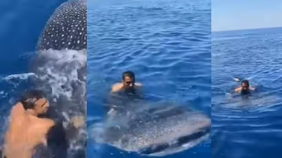 കൂറ്റന്‍ തിമിംഗല സ്രാവിന്‍റെ പുറത്തുകയറി യുവാവ്; അമ്പരപ്പിക്കുന്ന വീഡിയോ