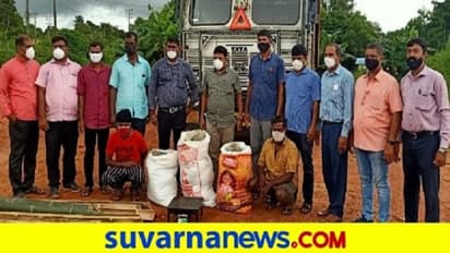 ಉಡುಪಿ; ಲಾರಿಯೊಳಗಿನ ಬಿದಿರಿನ ಒಳಗಿತ್ತು 49 ಕೆಜಿ ಗಾಂಜಾ!