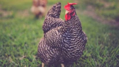 മനുഷ്യര് മാത്രമല്ല, ലക്ഷക്കണക്കിന് ആസ്തിയുള്ള വളര്ത്തുമൃഗങ്ങളുമുണ്ട്...