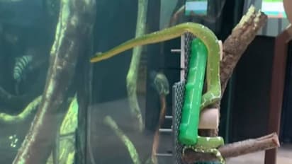 അക്വേറിയത്തിലെ മത്സ്യങ്ങളെ പിടിക്കാന്‍ തലനീട്ടുന്ന മലമ്പാമ്പ്; വീഡിയോ വൈറല്‍