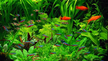 തോട്ടത്തില് വളര്ത്തുന്ന ചില ചെടികള് അക്വേറിയത്തിലും വളര്ത്താം