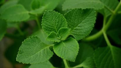 எக்கசக்கமான நன்மைகள் உள்ள "ஓமவள்ளி இலை" .. ஒரு முறை இந்த இலையை இப்படி பயன்படுத்தி தான் பாருங்களே!