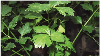 കാരം സീഡ് അഥവാ അയമോദകം ; എളുപ്പത്തില്‍ വളരുന്ന ഔഷധസസ്യം