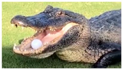 গলফ কোর্সে ঢুকে একেবারে বল ছিনিয়ে নিল দৈত্যাকার কুমির, কাণ্ড দেখে চক্ষু চড়কগাছ নেটিজেনদের