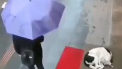 മഴയത്ത് നനഞ്ഞുവിറയ്ക്കുന്ന തെരുവുപട്ടിയെ കണ്ട യുവതി ചെയ്തത്; വീണ്ടും ആ വീഡിയോ...