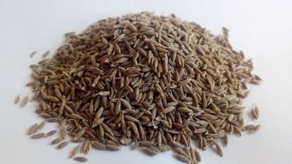 പ്രതിരോധശേഷി തരും ജീരകം; വിത്ത് മുളപ്പിച്ച് കൃഷി ചെയ്യാം