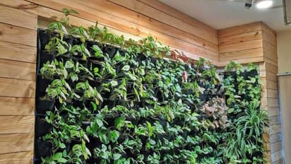 വെര്ട്ടിക്കല് പൂന്തോട്ടം വീട്ടിനകത്ത് ഒരുക്കാം