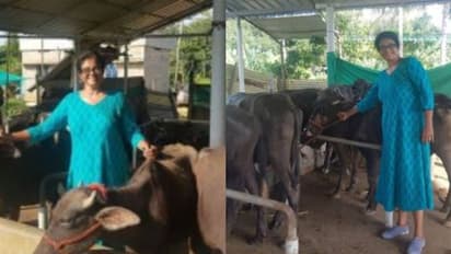 'ബെല്ലാരി മഞ്ജു'; ഹരിയാനയിൽ നിന്ന് പോത്തുകളെ ഇറക്കി മഞ്ജു പിള്ള