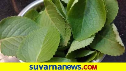 ರೋಗನಿರೋಧಕ ಶಕ್ತಿ ಹೆಚ್ಚಿಸೋ ದೊಡ್ಡಪತ್ರೆ ಎಲೆಯ ಖಾದ್ಯಗಳು