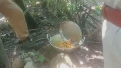 এবার জংলী শুকরের মাংসে 'ভুরিভোজ', ডুয়ার্সের জঙ্গলে বিপন্ন বন্যপ্রাণ