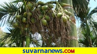 Areca Farmers Problem : ಕರಾವಳಿ ಅಡಕೆ ಕೃಷಿಕರಿಗೆ ಪೊಟ್ಯಾಶ್ ಗೊಬ್ಬರ ನಾಟ್ ರೀಚೆಬಲ್!