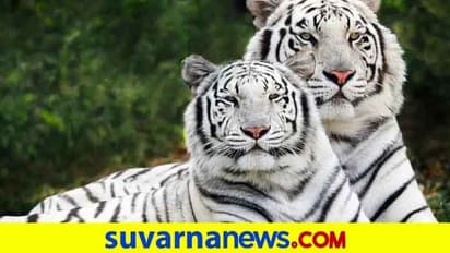 ಬಳ್ಳಾರಿ: ಕಮಲಾಪುರದ ಝೂಗೆ ಬಿಳಿ ಹುಲಿ ಆಗಮನ