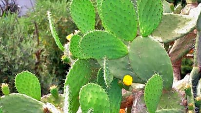 मकान के आगे न लगाएं कांटेदार पौधे, घर के आस-पास की चीजें भी हो सकती है वास्तु दोष का कारण