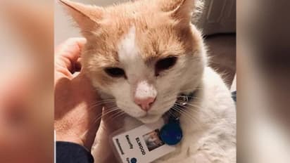 ആശുപത്രിയില്‍ സെക്യൂരിറ്റി ജീവനക്കാരനായി പൂച്ച; ഇതൊരു രസികന്‍ കഥ തന്നെ!