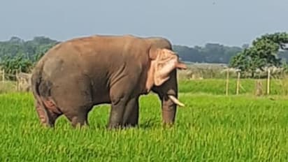 সেলফি তোলার জন্য ভিড়, ফের হাতি ঢুকল জঙ্গলমহলের গ্রামে
