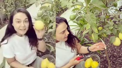 'അതിയായ അഭിമാനം, അമ്മ റോക്ക്സ്റ്റാർ' അടുക്കളത്തോട്ടത്തിൽ നിന്നും നാരങ്ങ വിളവെടുത്ത് പ്രീതി സിന്റ